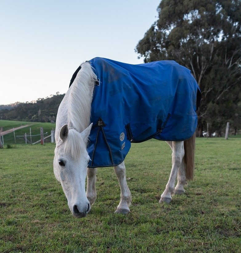 How To Choose The Right Horse Blanket Horse and Donkey